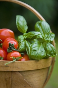 Close up of hand picked cherry tomatoes and basil leaves in a basket