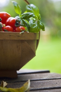 Close up of hand picked cherry tomatoes and basil leaves in a basket