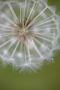 Close up of a dandelion clock