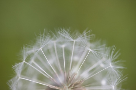 Close up of a dandelion clock