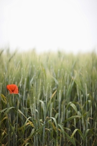 Close up of young green wheat stalks and a red poppy flower