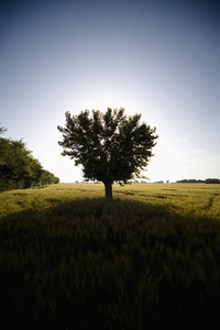Tree casting a shadow on a field