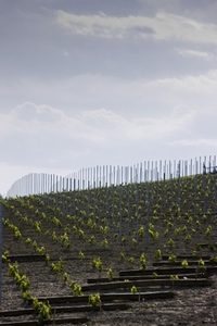 Rows of vine seedlings and support poles
