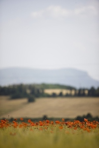Red poppy field and countryside view