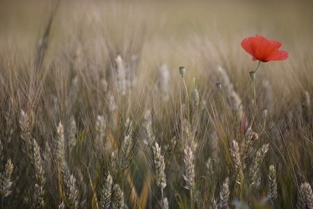 Close up of wheat stalks and red poppy flower