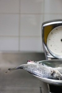 Fish on a weighing scales