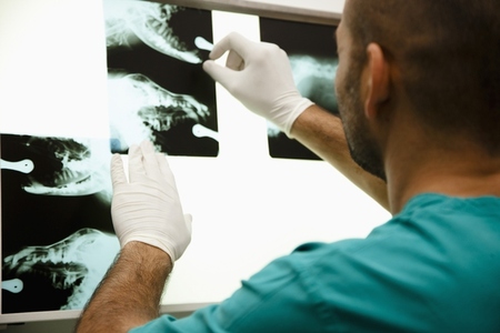 Back view of a vet looking at x ray