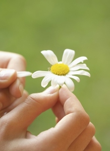 Close up of a girl hands plucking a petal from a daisy