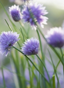 Close up of Chives in blossom