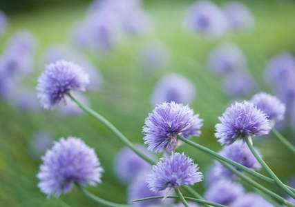 Close up of Chives in blossom