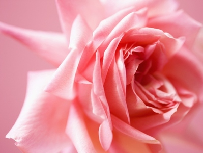 Close up of a pink rose