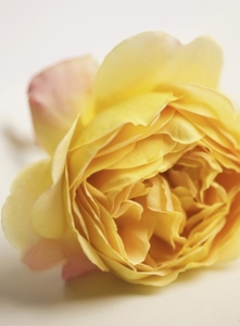 Close up of a yellow rose