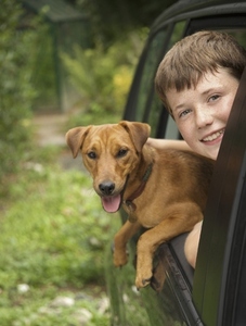 Young boy  and his dog leaning out of car window