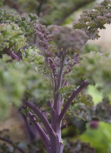 Close up of Purple kale and stalks