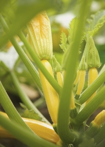 Baby yellow zucchini and stalks