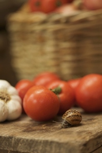 Close up of a snail slithering on a wooden bench next to few tomatoes and a garlic bulb