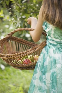 Back view of a Teenaged girl in an apple orchard holding a wicker trug filled with apples