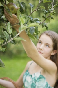 Teenaged girl picking an apple from apple tree