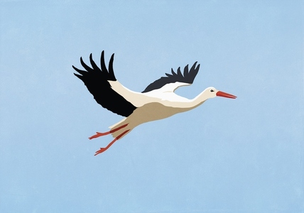 White Stork flying in blue sky
