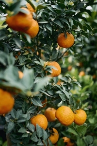Close up vibrant oranges growing on tree branches in orchard
