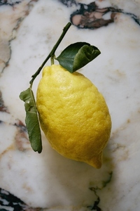 Still life vibrant yellow lemon on stem