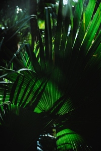 Full frame dark palm foliage bac