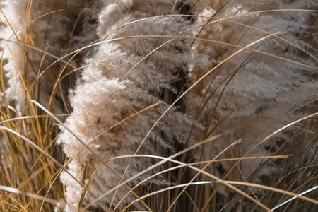 Close up photo of pampas grass