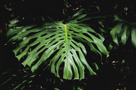 Full frame monstera palm foliage