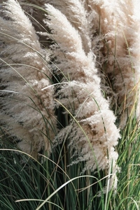 Close up photo of pampas grass