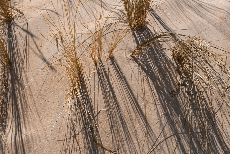 Sandy background with grass on t