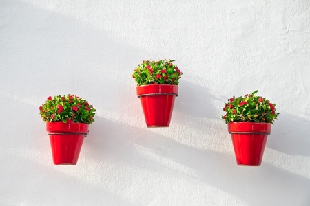 Tree red flower pots on a white