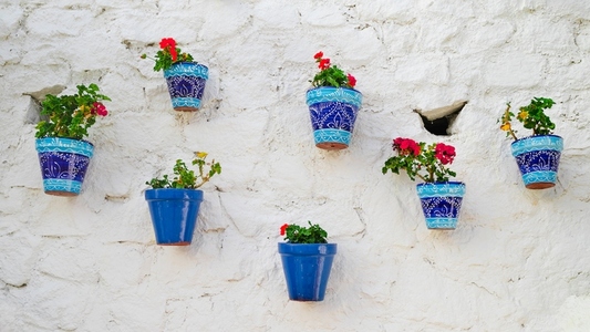 Many flower pots on a white wall