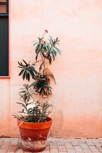 A houseplant in a pot is near pi