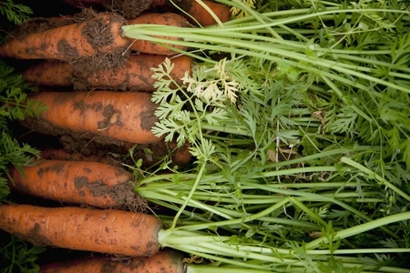 Close up of carrots covered in soil