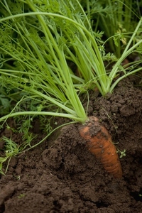 Close up of a carrot covered in soil