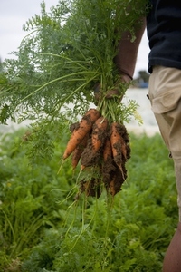 Close up of a farmer hand holding a bunch of carrots covered in soil
