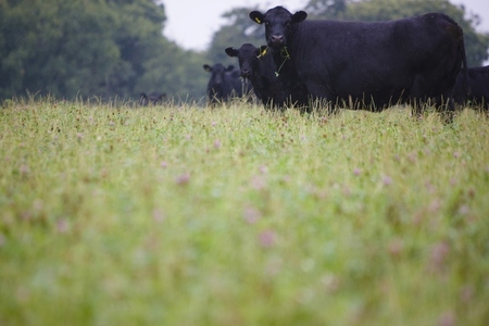 Black cows grazing in a field