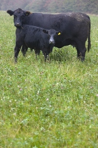 Cow and calf standing in a field