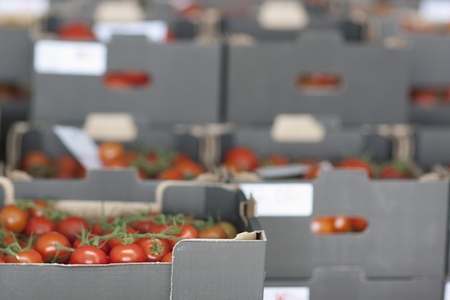 Rows of crates filled with vine tomatoes