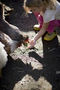 Young girl feeding chickens