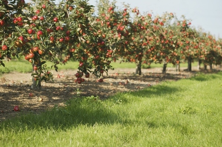 Norfolk red apple tree orchard