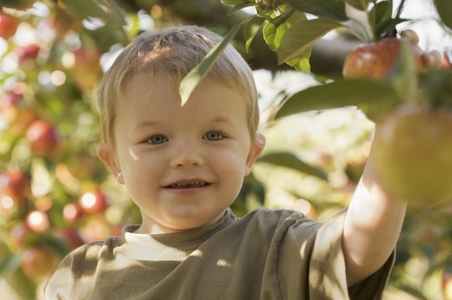 Close up of a smiling young boy picking an apple from an apple tree