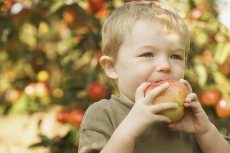 Close up of a young boy standing in an apple orchard biting an apple