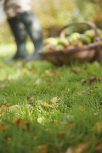 Close up of a lawn with a basket filled with apples and farmer legs wearing boots