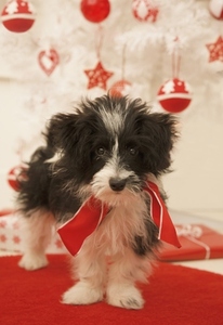 Black and white puppy standing by a Christmas tree