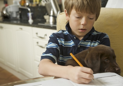 Boy doing his homework with a chocolate labrador puppy on his lap