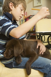 Boy doing his homework with a chocolate labrador puppy on his lap