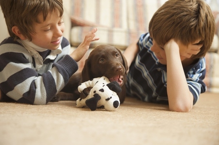 Two boys looking at a chocolate labrador puppy chewing a soft toy