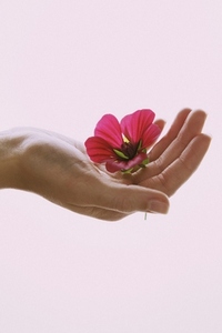 Womans Hand Holding Pink Flower