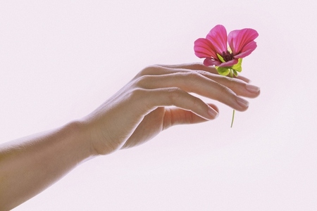 Woman Hand Holding Pink Flower
